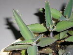 , balangban, bruja, clapper bush, coirama, coirama-branca, coirama-brava, curtain plant, dipartenga,
